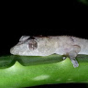 Meet your Posher, Calibratedbody2